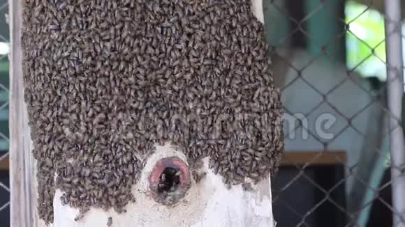 木盒中的巨大蜜蜂群大自然昆虫的背景视频的预览图