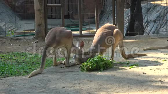 袋鼠有早餐泰国视频的预览图