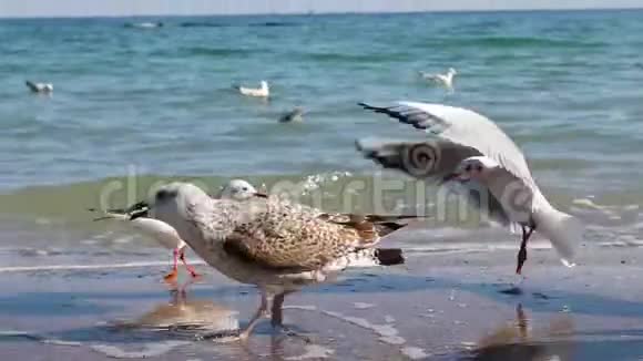 大白鸥走在海滨的沙地上海浪拍打着海岸视频的预览图