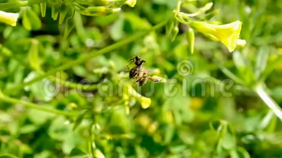 在春暖花开的草地上大自然的动物群中释放蜘蛛捕捉并杀死蜜蜂视频的预览图