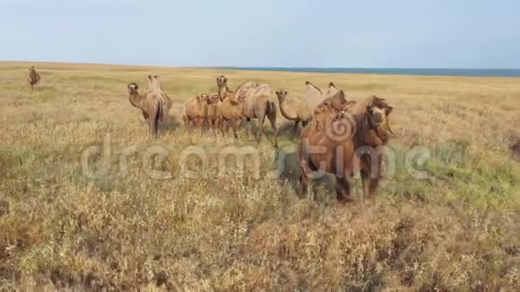 草原上的骆驼和骆驼小孩特写鸟瞰视频的预览图