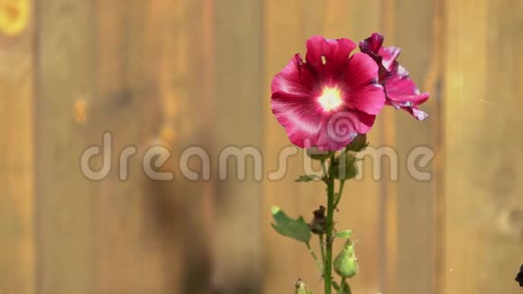 阳光明媚的一天一朵红花在木制背景上视频的预览图