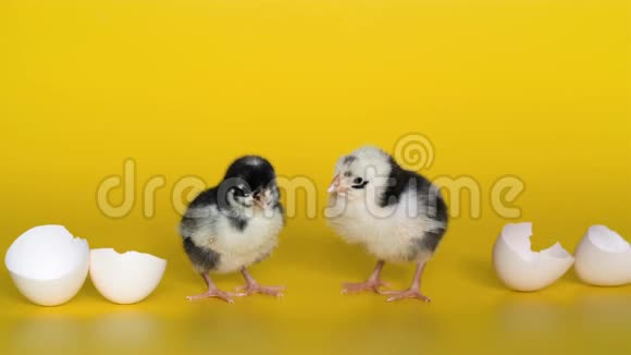 两只蛋壳的小鸡站在黄色的背景上看着相机新生鸟视频的预览图