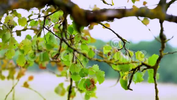秋天树枝上的绿叶视频的预览图