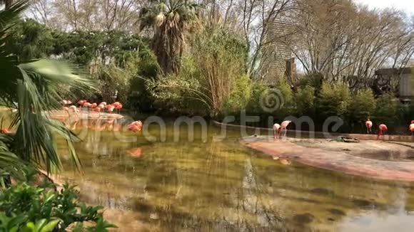 巴塞罗那动物园的粉红火烈鸟一个的鸟的摄影视频的预览图