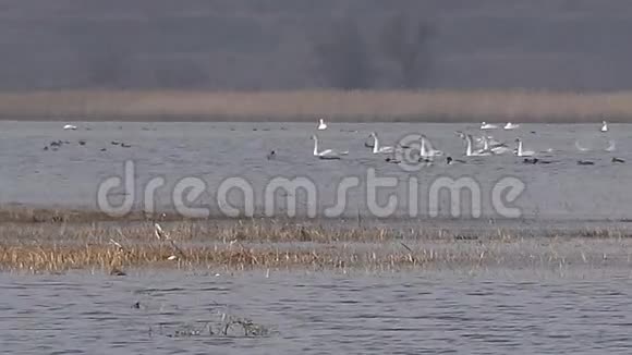 春季在提利格尔斯基河口有成群的野生鸟类和天鹅乌克兰视频的预览图