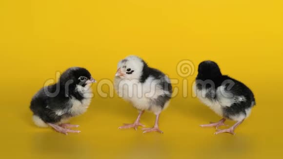 三只黑白小鸡站在黄色背景上看着镜头新生鸟视频的预览图