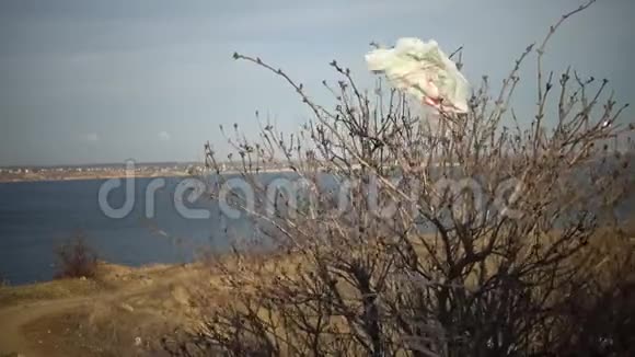 塑料垃圾一个塑料袋随风飘扬紧紧抓住池塘附近的树枝乌克兰视频的预览图