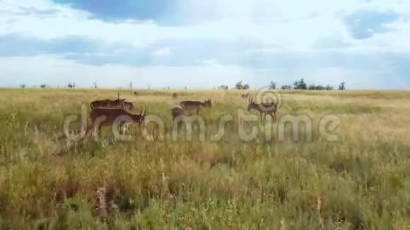 塞加一群小的塞加羚羊在草原上在俄罗斯的一个保护区视频的预览图