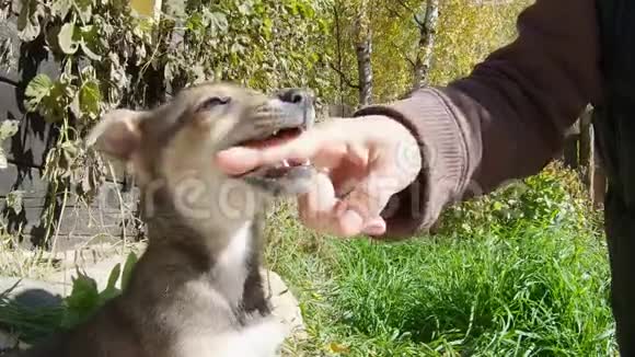 可爱的小狗玩咬人手指慢动作视频的预览图