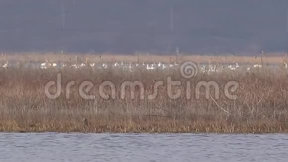 春季在提利格尔斯基河口有成群的野生鸟类和天鹅乌克兰视频的预览图