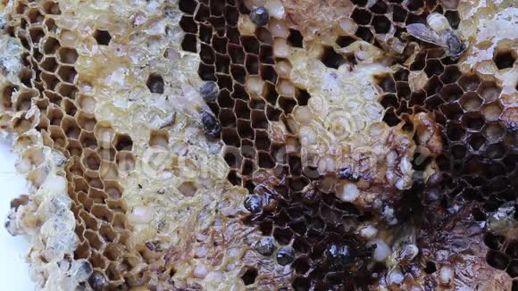 蜂房性质昆虫背景视频的预览图