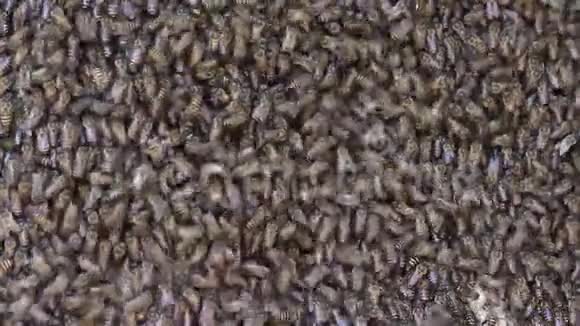 在木盒里合上巨大的蜜蜂群大自然的昆虫背景视频的预览图