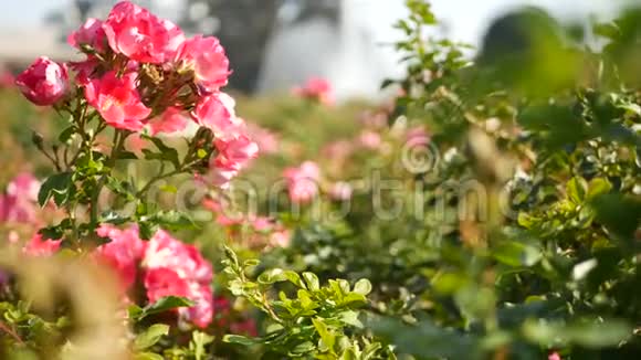 英国玫瑰园玫瑰花背景柔嫩的花朵绽放蜜蜂收集花粉念珠的特写视频的预览图