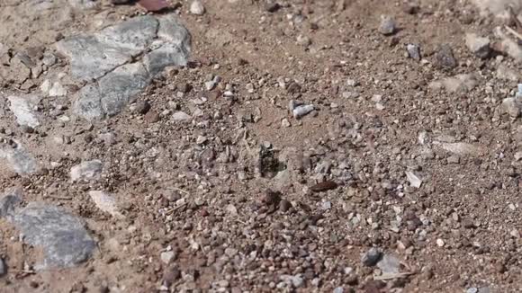 黑园蚁群或穴地背景下的lasiusnige视频的预览图