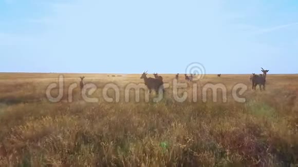埃兰德草原羚羊群鸟瞰视频的预览图
