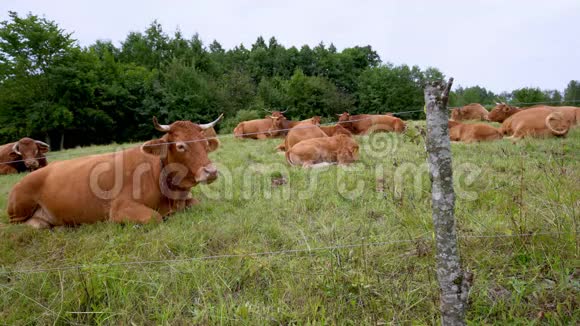 一群棕色的奶牛躺在一片绿色的牧场上视频的预览图