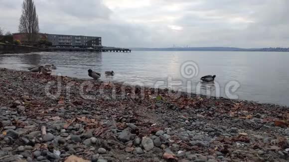 一群鸭子在阴天探索科克兰的华盛顿湖岩石滩视频的预览图