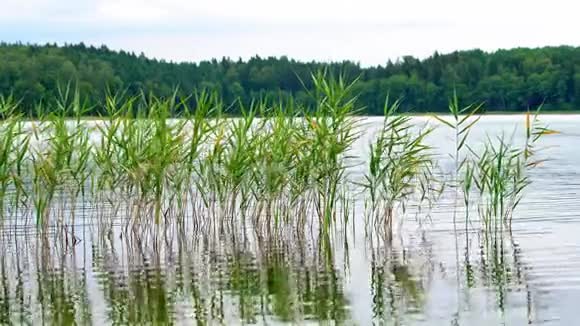 绿苇在湖面上随风飘动视频的预览图