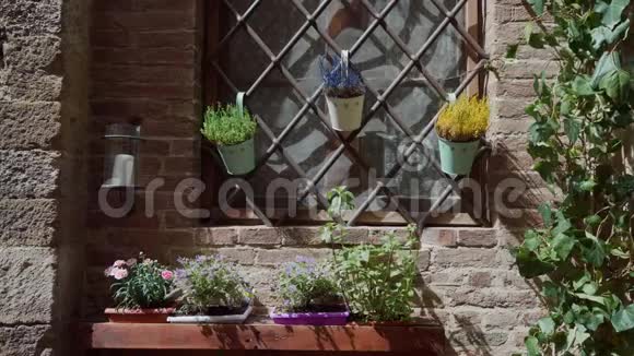 五颜六色的花盆挂在窗户上的格子上窗户上陶瓷盆里的花视频的预览图