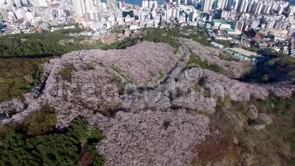 鸟瞰樱花盛开在盖姆里昂山釜山韩国视频的预览图