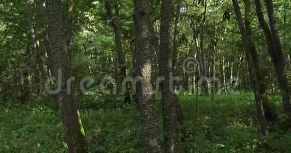 森林关闭到尚邦湖穆罗尔普伊德达我奥弗涅法国视频的预览图