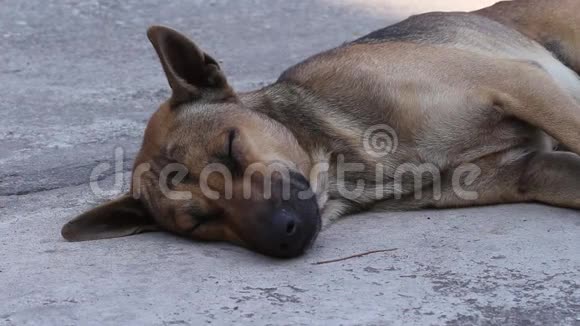 布朗狗睡在混凝土地板上视频的预览图