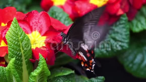 一只巨大的摩门蝴蝶在一朵花上的宏观特写来自亚洲菲律宾的热带昆虫幽灵视频的预览图