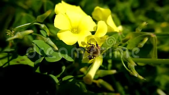 蜜蜂采花粉飞在春暖花开的花植被上授粉视频的预览图
