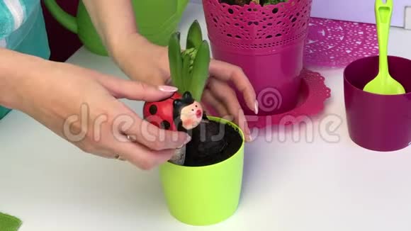 一个有芽和芽的风信子球茎站在锅里一个女人在里面放一朵花的陶瓷饮料视频的预览图