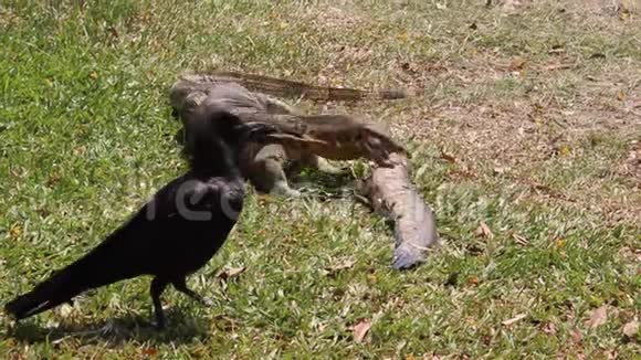一只蜥蜴和乌鸦视频的预览图