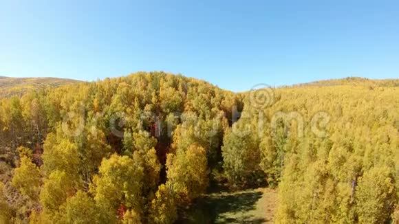 无人机在山上一片黄色的秋林中起飞视频的预览图