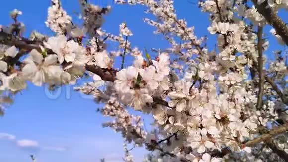 春暖花开一棵盛开的苹果树的枝视频的预览图