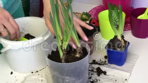 一个女人在水仙花芽的鳞茎上添加土壤用手封土用浇水罐浇水月草视频的预览图