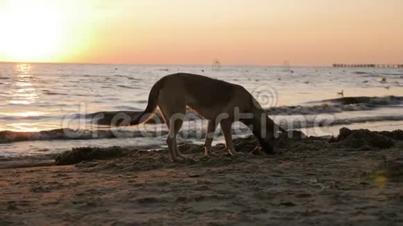 沙滩上的狗在海上看日落视频的预览图