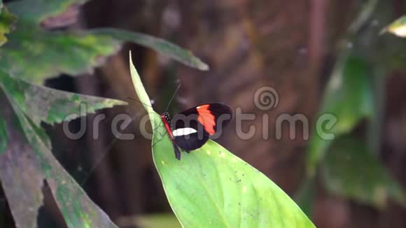 一只扑翼的红色邮差小蝴蝶来自美国哥斯达黎加的热带昆虫视频的预览图