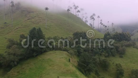 无人机镜头山顶的雾气绿色的山坡和美丽的树木视频的预览图
