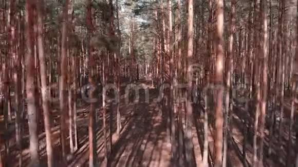 在松树森林里飞行无人机飞在老松树间用杉树拍摄的林地空中镜头视频的预览图