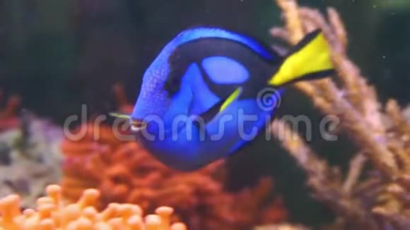 在水中游泳的蓝色唐型外科医生鱼的特写镜头受欢迎的热带水族馆宠物来自太平洋的异国鱼类视频的预览图