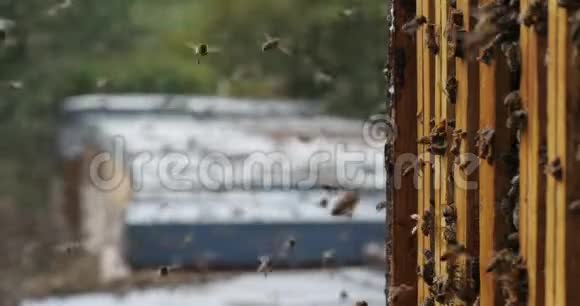 蜜蜂在收获蜂蜜时在蜂巢周围飞来飞去视频的预览图