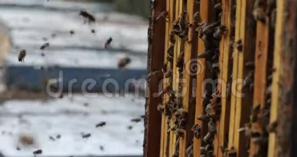 蜜蜂在收获蜂蜜时在蜂巢周围飞来飞去视频的预览图