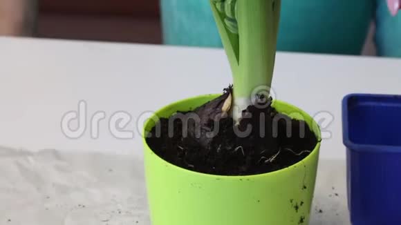 女人在风信子球茎上添加土壤手的水平芽和芽是可见的特写镜头视频的预览图