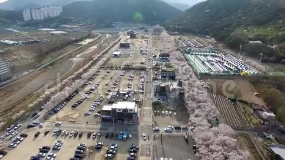 韩国蔚山尤尔朱雅克金杰隆樱花盛开的鸟瞰图视频的预览图