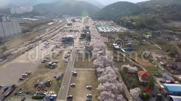 韩国蔚山尤尔朱雅克金杰隆樱花盛开的鸟瞰图视频的预览图