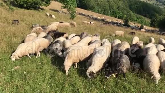 喀尔巴阡山牧场上的羊视频的预览图