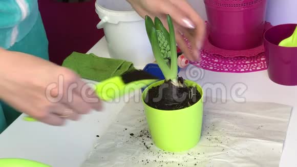 一个有芽和芽的风信子球茎站在锅里一个女人用铲子把土加到球茎上然后用铲子把它弄平视频的预览图