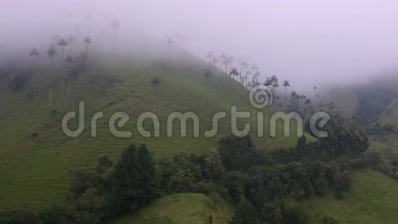 无人机镜头山顶的雾气绿色的山坡和美丽的树木缓慢的飞行视频的预览图