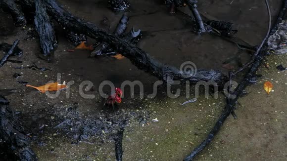 大红鬼蟹Neosarmatiummeinerti躲在红树林的根部劳奈港马河岛塞舌尔视频的预览图