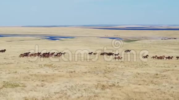野马野马驰骋草原俄罗斯以上自然保护区视频的预览图