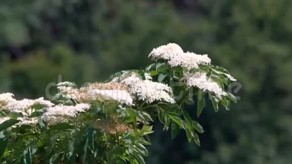 一丛丛的白花视频的预览图